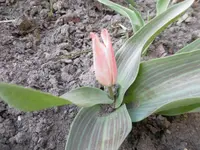 P1000456.webp