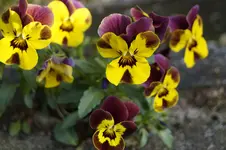 _DSC1366.webp