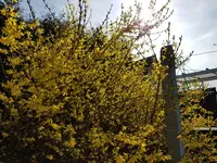 Forsythie.webp