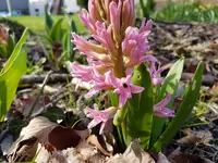Hyazinthe.webp