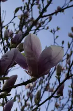 _DSC1354.webp