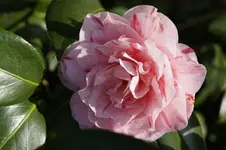 _DSC1322.webp