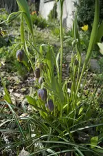 _DSC1356.webp