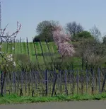 P1040034 weinberg 2.webp