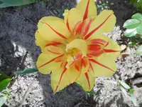P1000461.webp