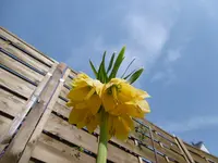 P1000466.webp