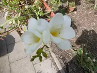 P1000468.webp
