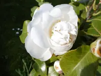P1000470.webp