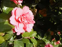 P1000472.webp