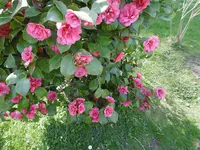 P1000473.webp