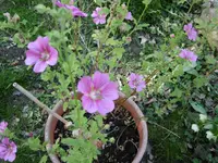 P1000481.webp