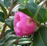 Kamelie 01.webp