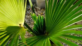 trachycarpus.wagnerianus.gross_0062.webp