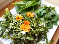 Wildkräutersalat 1.webp