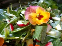 Wildkräutersalat 5.webp