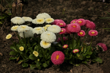 Bellis_pink_weiss_900.webp