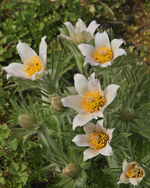 Küchenschelle weiss1_800.webp
