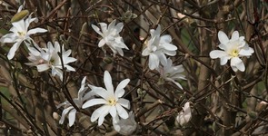 Sternmagnolie_weiss_braun_900.webp