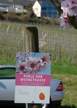 P1040067 Perle der Weinstr..webp