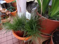 P01.webp