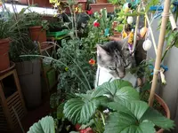 P05.webp