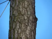 SAM_4255.jpg