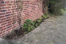 IMGP0380.JPG