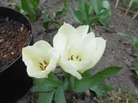 P1000484.webp