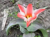 P1000486.webp