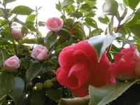P1000506.webp