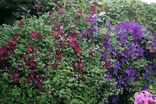 Cl.vit.Rubra u.Polish Spirit00209c.webp