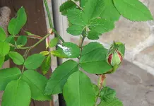 IMG_7515.JPG