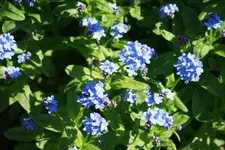 _MG_1799-001.webp