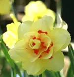 _MG_1800-001.webp