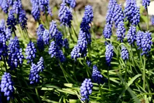 _MG_1808.webp