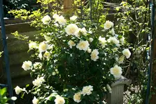 _MG_1813.webp