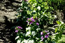 _MG_1814.webp