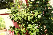 _MG_1819.webp