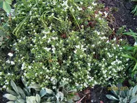 IMG_7518.webp