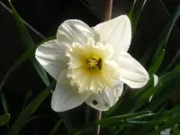 Narzisse weiß.webp