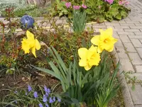 Narzissen und Bergmännchen.webp