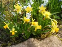 Niedrige Narzissen.webp