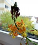 P1030271 Bulbine.jpg