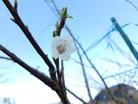 PHOTO_20170402_150615.webp