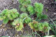 100_3729.webp