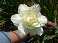 Narzisse.webp