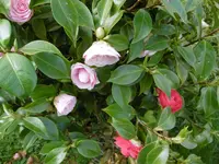 P1000510.webp