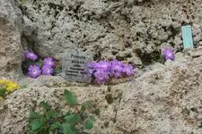 DSCF8685.webp