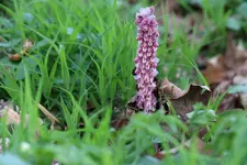 waldblume.webp
