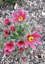 neu 002.webp